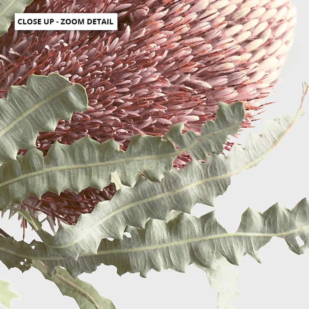 Blushing Banksia Duo Landscape - Art Print