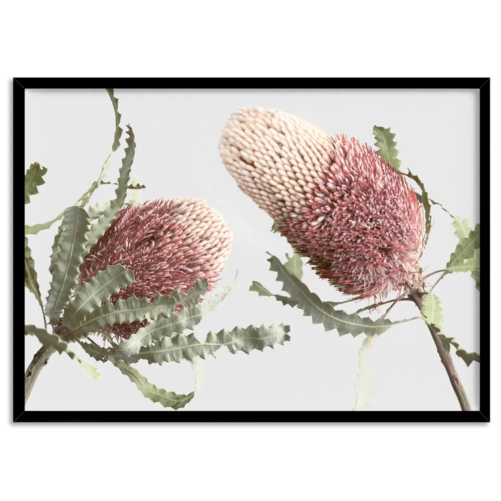 Blushing Banksia Duo Landscape - Art Print