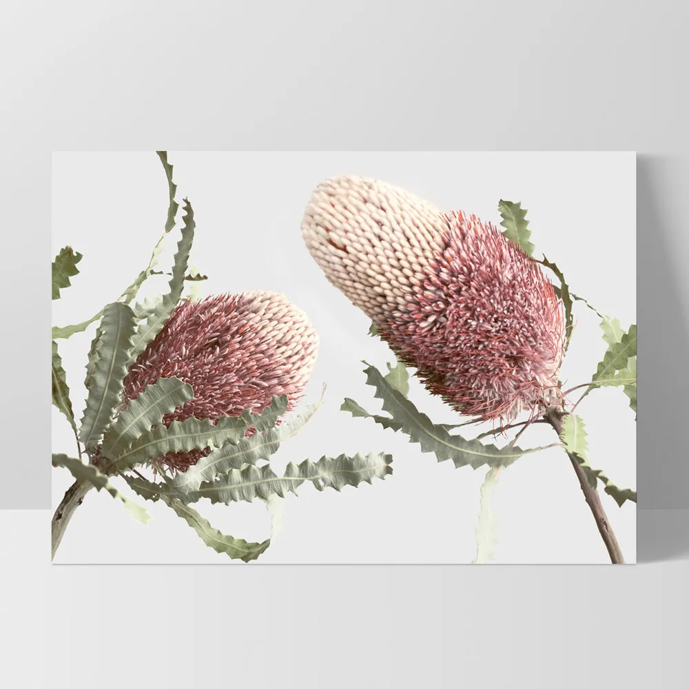 Blushing Banksia Duo Landscape - Art Print